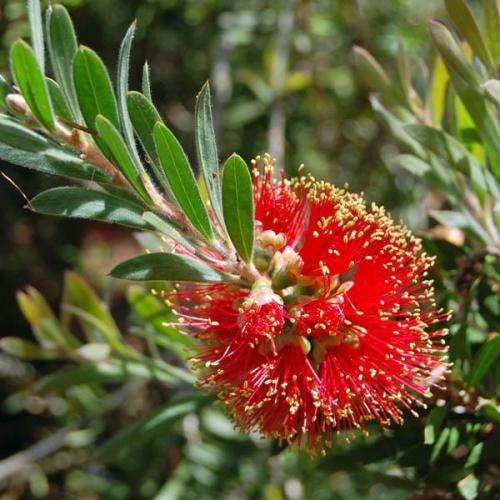 Bottlebrush Rocky Rambler (Callistemon pearsonii) - Ladybird Nursery