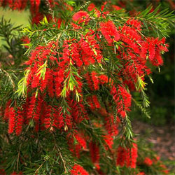 Weeping Bottlebrush Dawson River Weeper 200mm Pot (Callistemon viminalis)