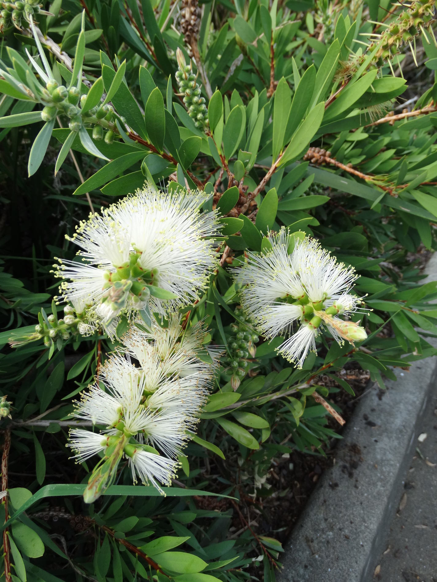 Bottlebrush White Anzac 140mm Pot (Callistemon citrinus) - Ladybird Nursery
