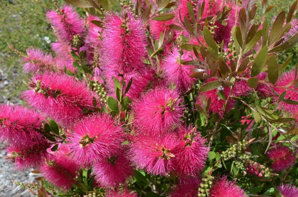 Bottlebrush Candy Pink(Callistemon) - Ladybird Nursery