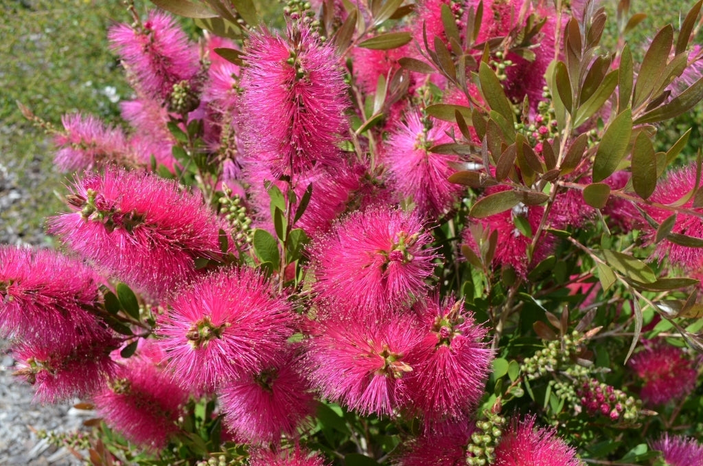 Bottlebrush Candy Pink(Callistemon)