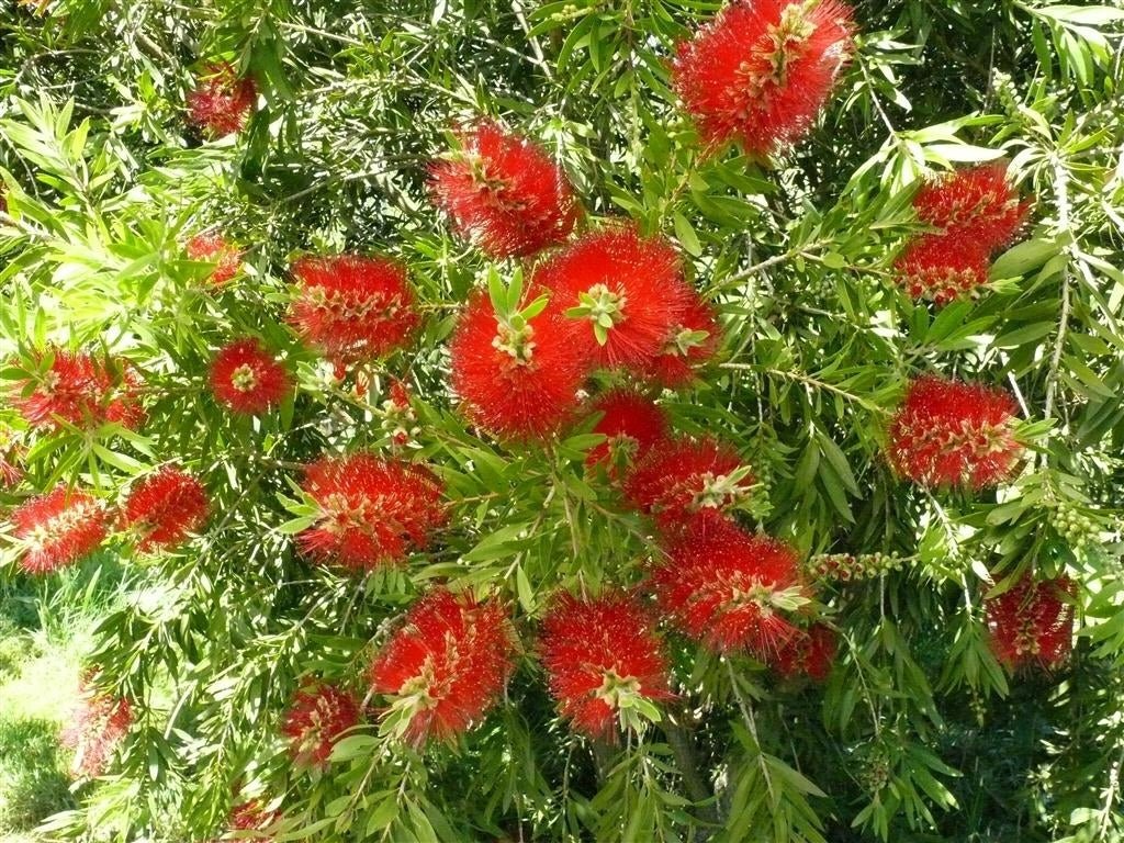Bottlebrush Mary Mackillop (Callistemon) - Ladybird Nursery