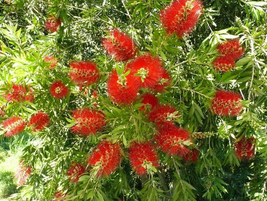 Bottlebrush Mary Mackillop (Callistemon)