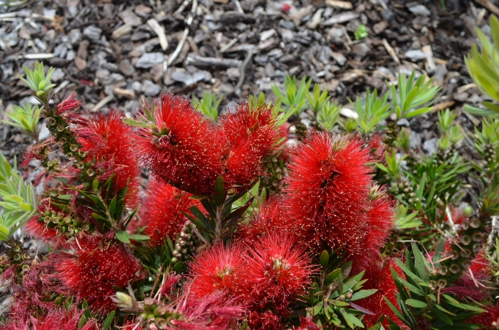 Bottlebrush Matthew Flinders (Callistemon)