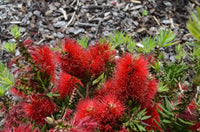 Bottlebrush Matthew Flinders (Callistemon)