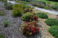 Bottlebrush Matthew Flinders (Callistemon) - Ladybird Nursery