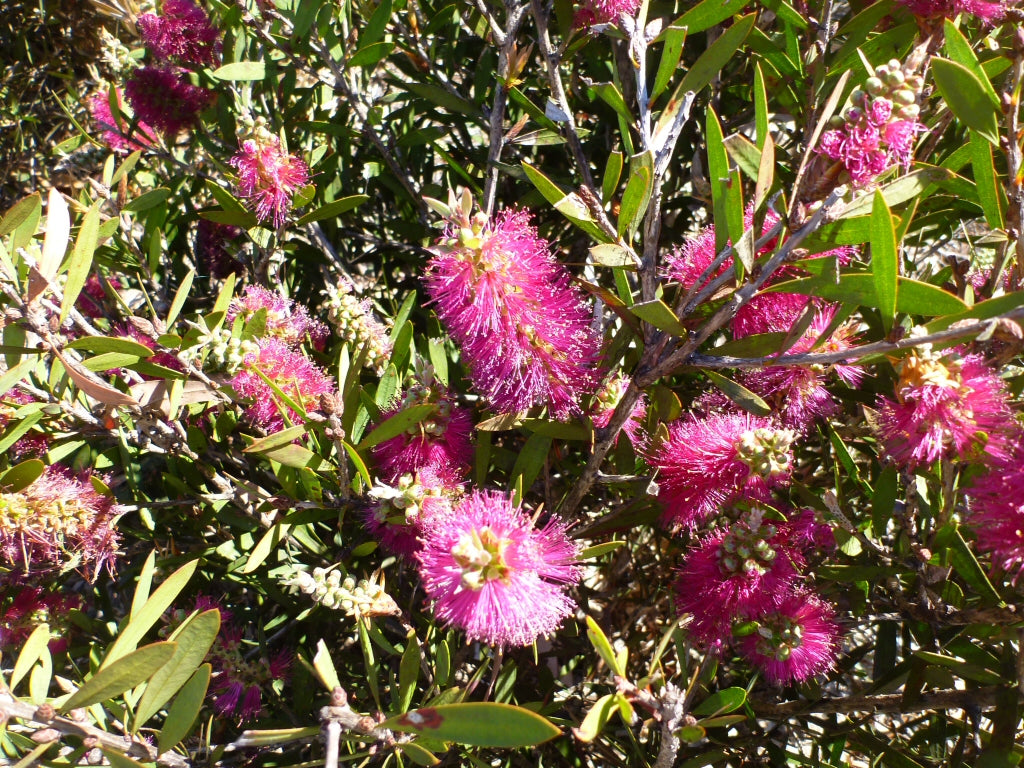 Bottlebrush Mauve Mist (Callistemon)