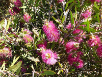 Bottlebrush Mauve Mist (Callistemon) - Ladybird Nursery