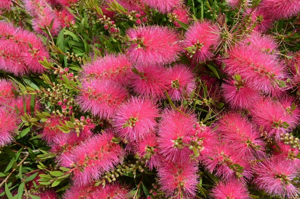 Bottlebrush Perth Pink (Callistemon salignus)