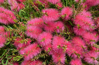 Bottlebrush Perth Pink (Callistemon salignus)