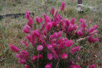 Callistemon Purple Cloud 140mm (Bottlebrush)