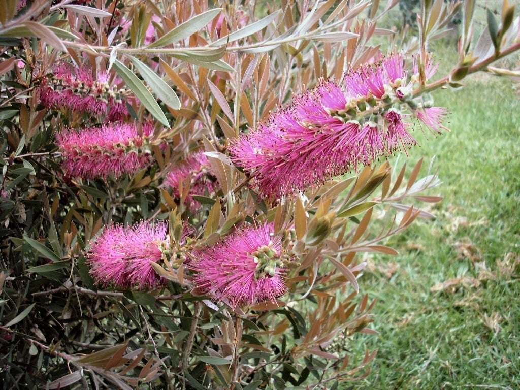 Bottlebrush Rosy Morn™ (Callistemon)
