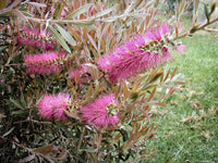 Bottlebrush Rosy Morn™ (Callistemon)