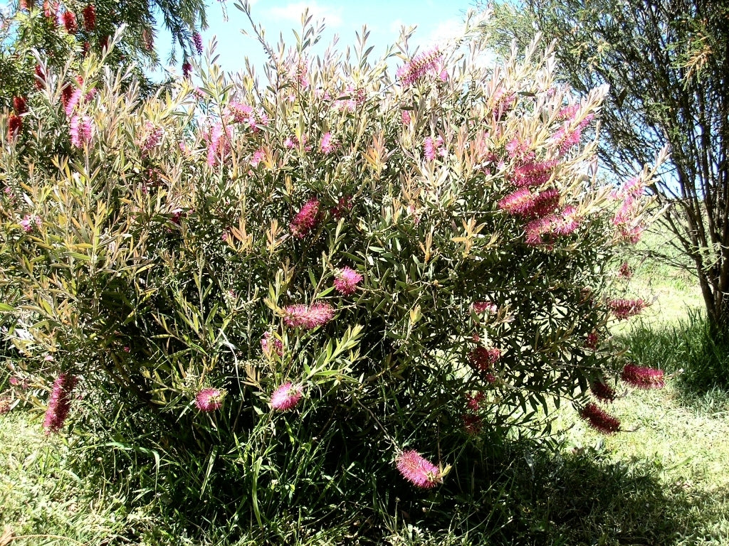 Bottlebrush Rosy Morn™ (Callistemon)