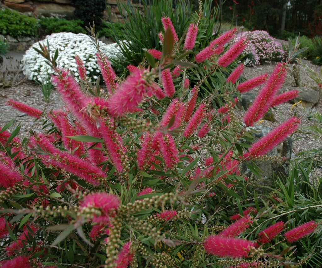 Bottlebrush Taree Pink (Callistemon)