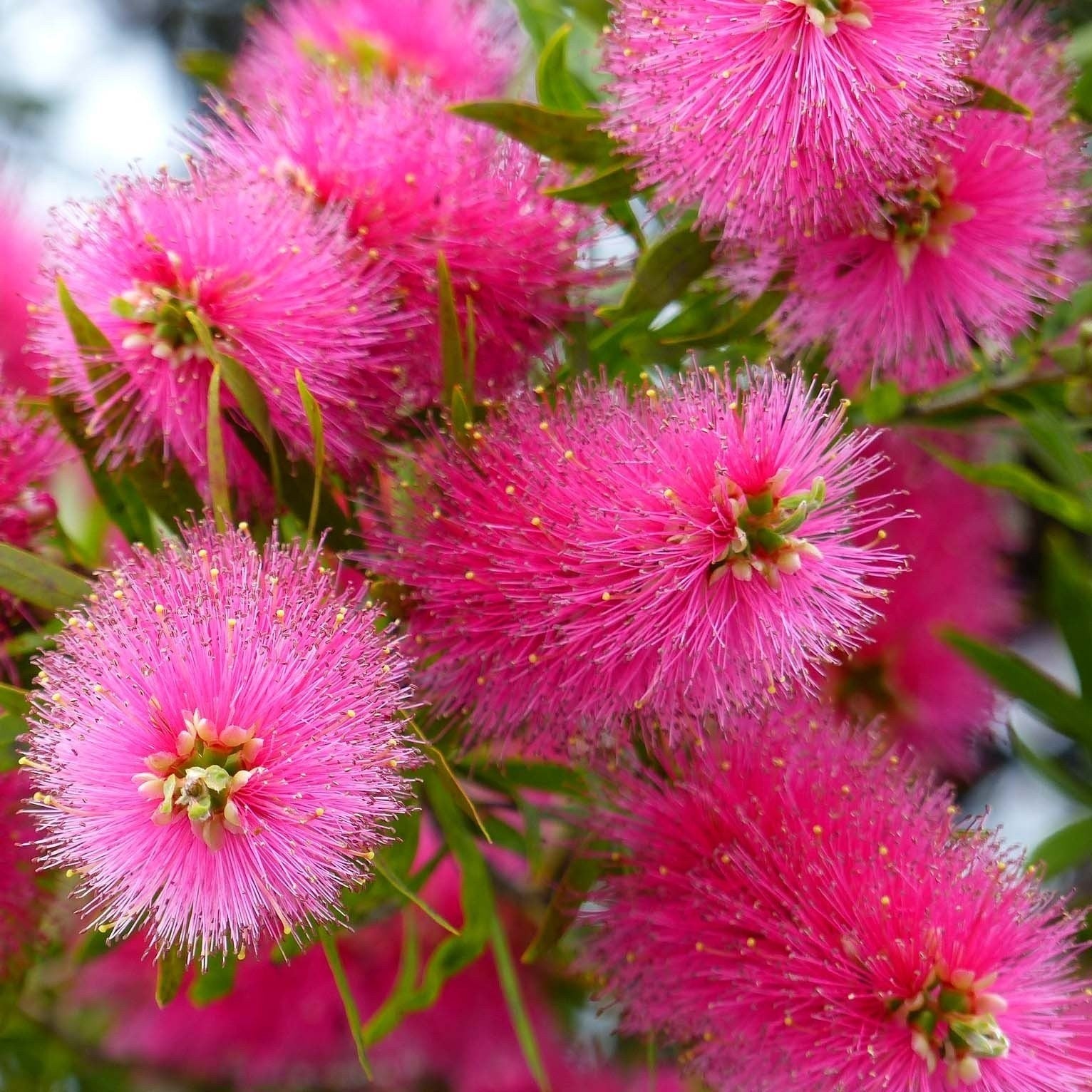 Bottlebrush Candy Pink(Callistemon)