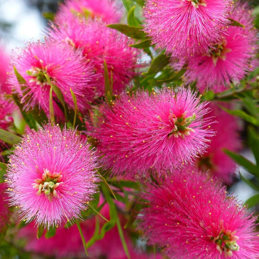 Bottlebrush Candy Pink(Callistemon) - Ladybird Nursery