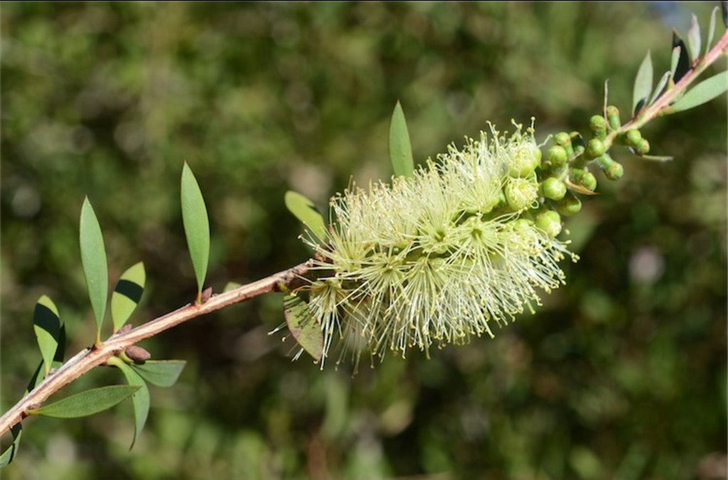 Bottlebrush Austraflora Candle Glow (Callistemon pallidus)