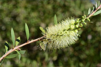 Bottlebrush Austraflora Candle Glow (Callistemon pallidus)