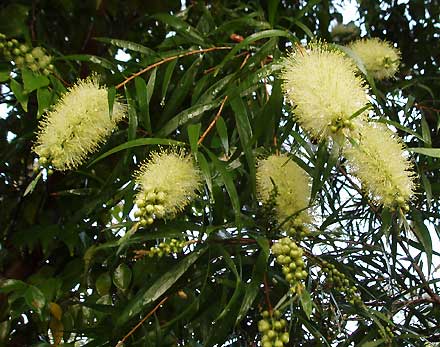 Willow Bottlebrush (Melaleuca salicina)