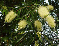 Willow Bottlebrush (Melaleuca salicina) - Ladybird Nursery