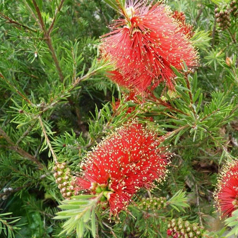 Bottlebrush Kings Park Special (Callistemon)