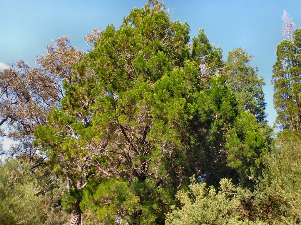 White Cypress Pine (Callitris columellaris)