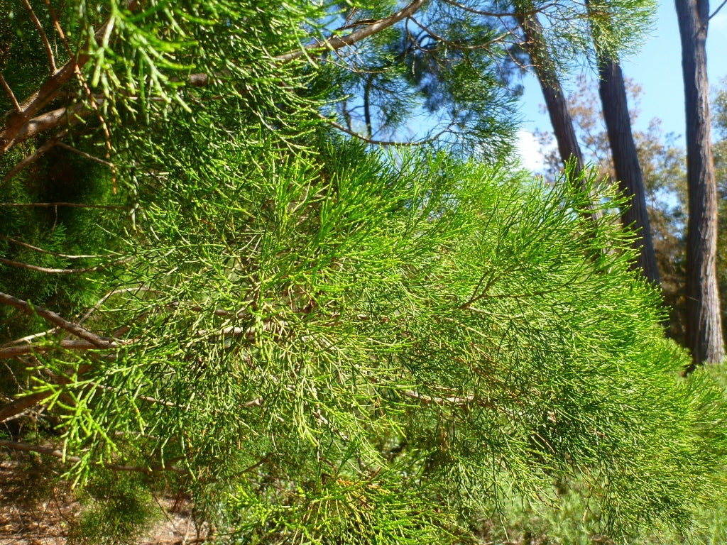 White Cypress Pine (Callitris columellaris)