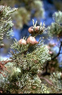 White Cypress Pine (Callitris columellaris)