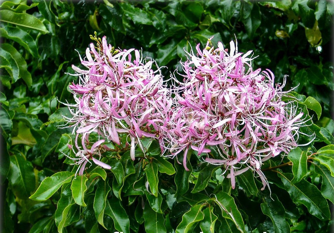 Cape Chestnut (Calodendron capense)