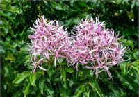 Cape Chestnut (Calodendron capense)