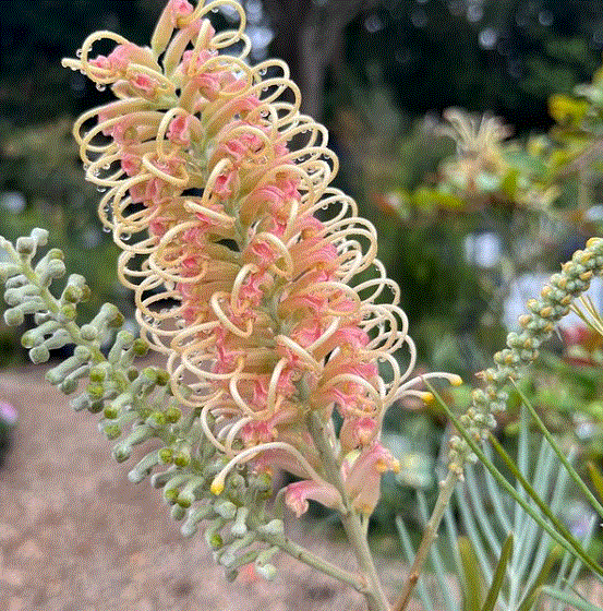Grevillea Caloundra Gem
