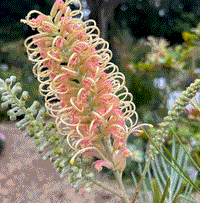 Grevillea Caloundra Gem