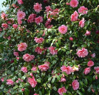 Sasanqua Camellia Marge Miller (Camellia sasanqua)