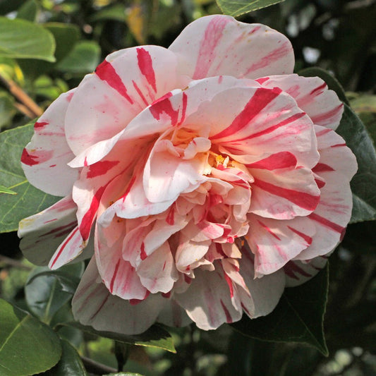 Camellia 'Extravaganza' (Camellia japonica) - Ladybird Nursery