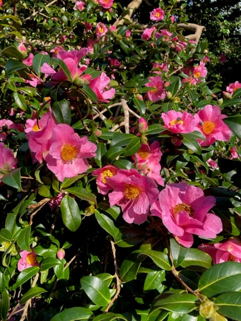 Camellia Mary Phoebe Taylor (Camellia japonica)