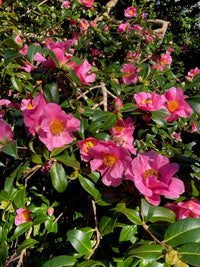 Camellia Mary Phoebe Taylor (Camellia japonica)
