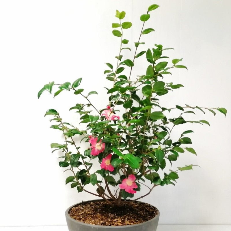 Camellia Koto no Kaori (Camellia) - Ladybird Nursery