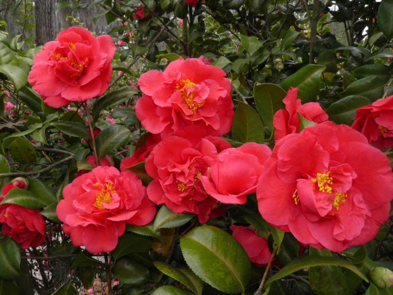 Camellia Kramers Supreme (Camellia japonica) - Ladybird Nursery