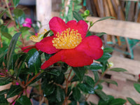 Sasanqua Camellia Yuletide (Camellia sasanqua)