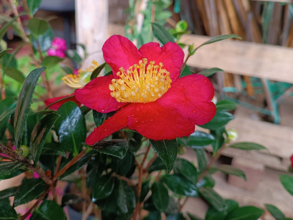 Sasanqua Camellia Yuletide (Camellia sasanqua) - Ladybird Nursery
