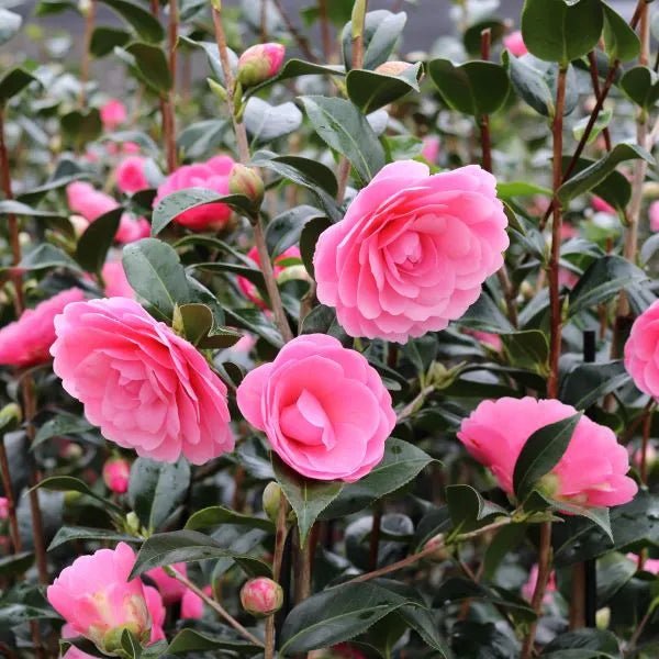 Cameri Plant Camellia 'Hari Withers' Plant – Buy Now! – Ladybird Nursery