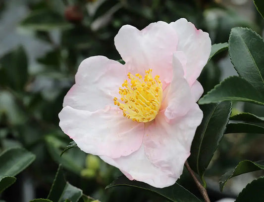 Sasanqua Camellia Exquisite (Camellia sasanqua)