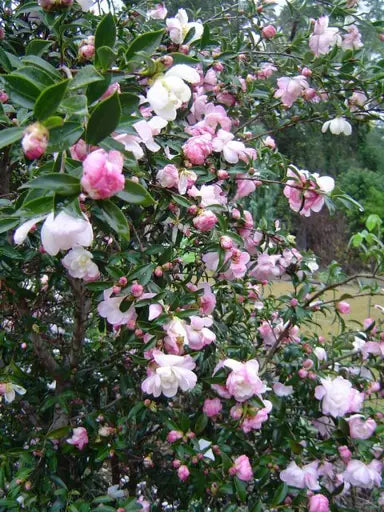 Sasanqua Camellia Paradise Pearl (Camellia sasanqua)