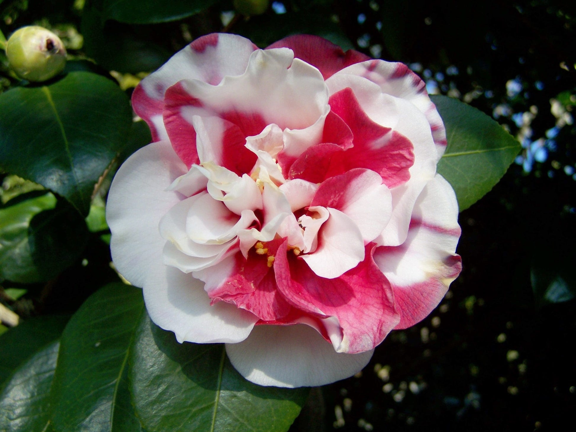 Camellia Mark Alan Variegated (Camellia japonica)