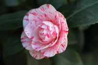 Camellia High Jinks (Camellia japonica)