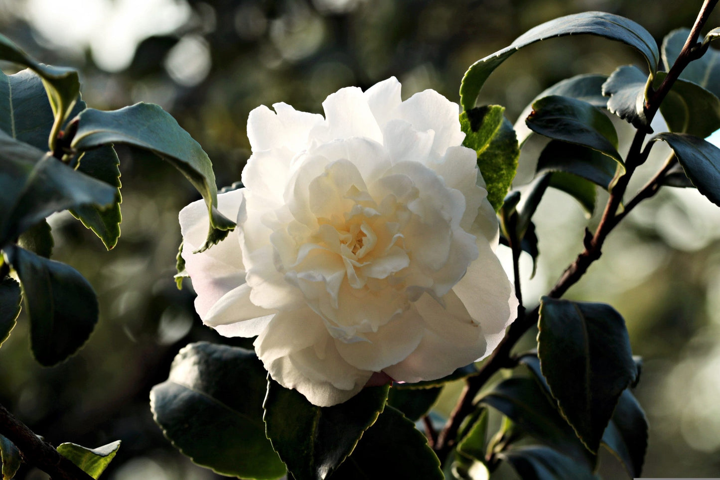 Camellia Debutante (Camellia japonica)