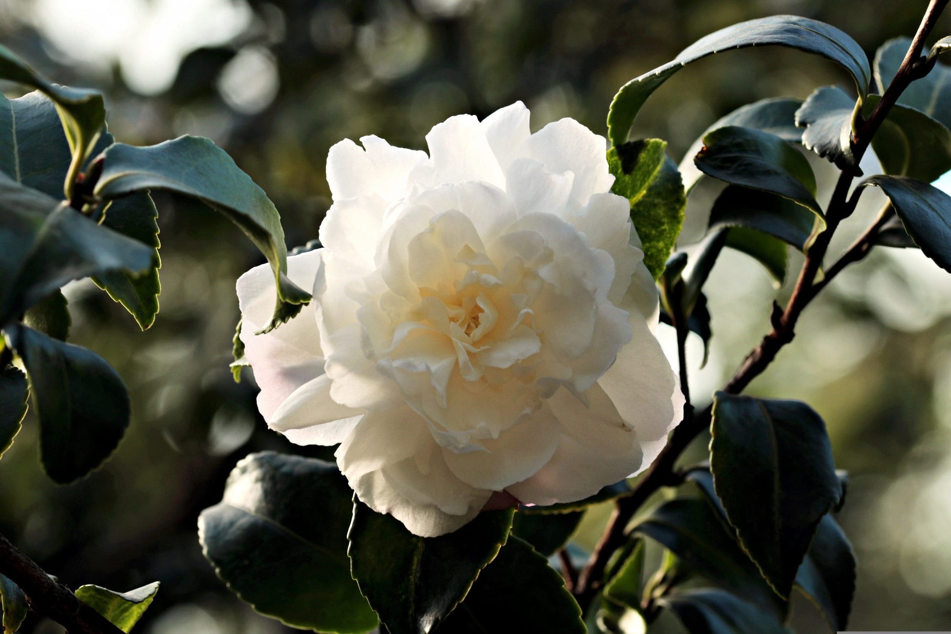 Camellia Debutante (Camellia japonica)
