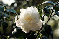 Camellia Debutante (Camellia japonica)