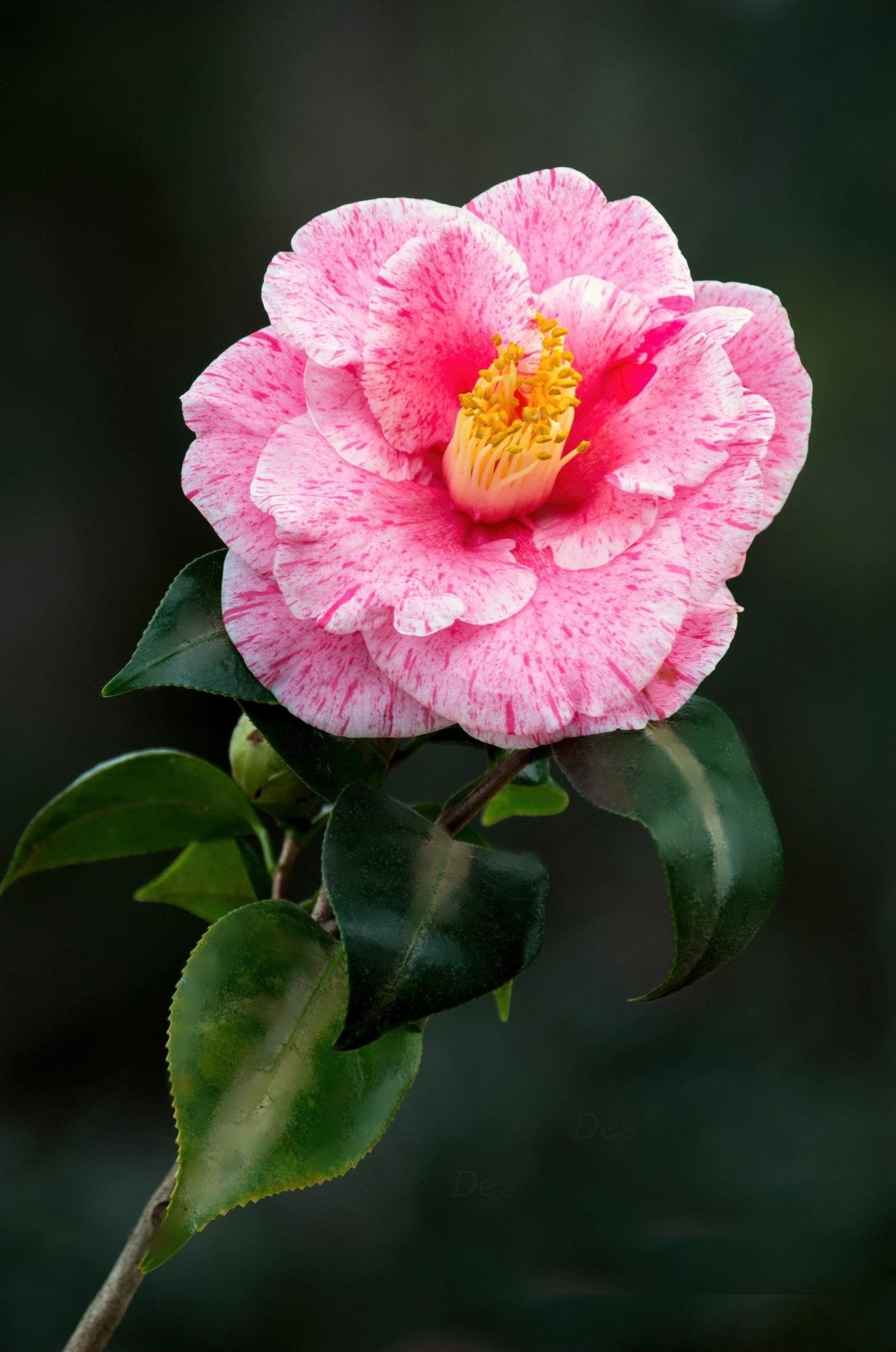 Camellia High Jinks (Camellia japonica) - Ladybird Nursery